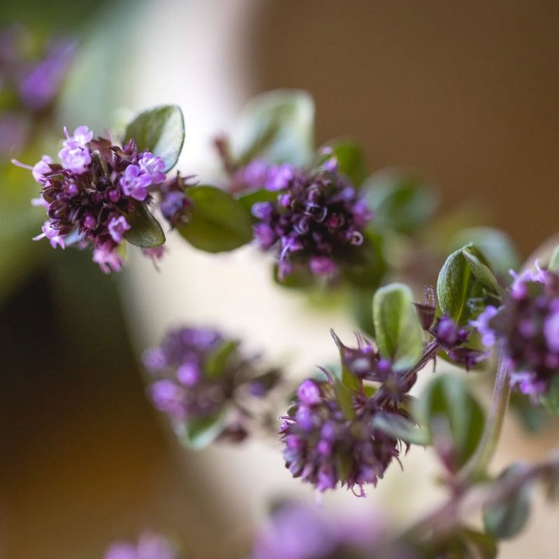 Thyme (Thymus vulgaris)