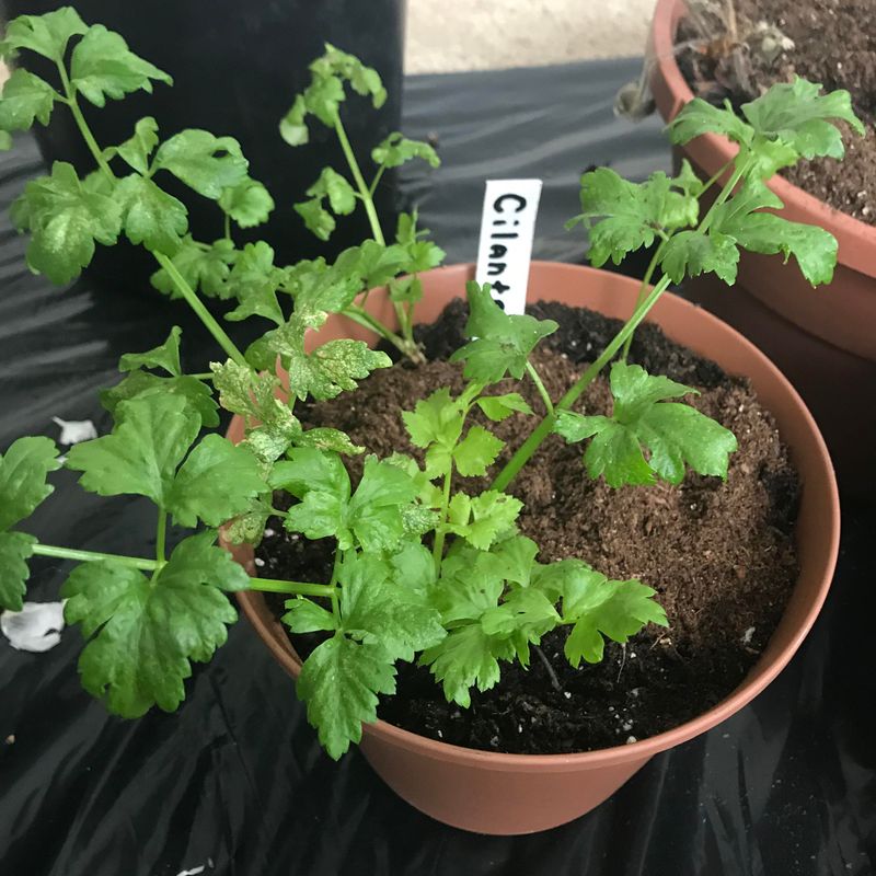 Thyme and Coriander