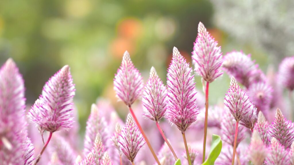 tiarella
