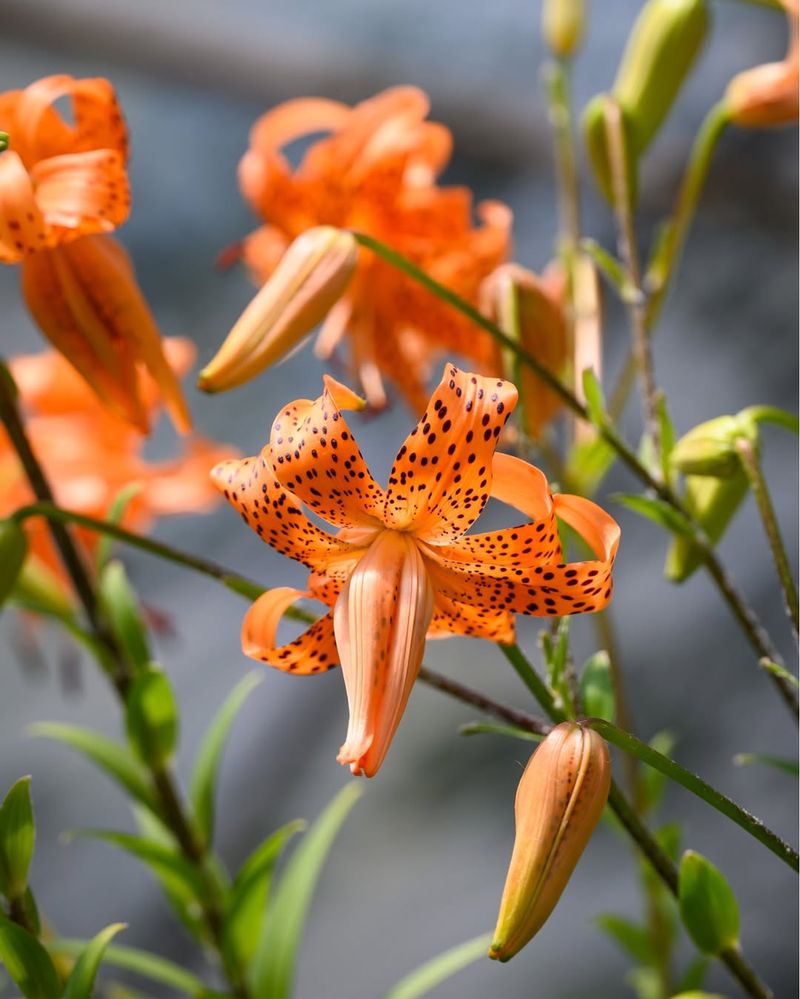 Tiger Lily