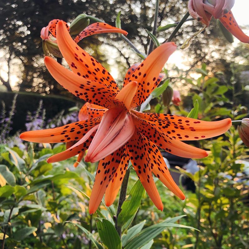 Tiger Lily