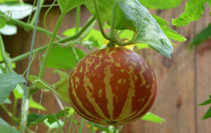 Tiger Melon