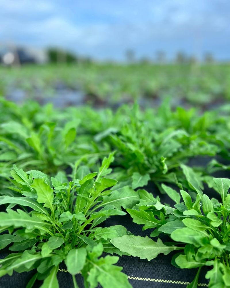 Tiny Arugula