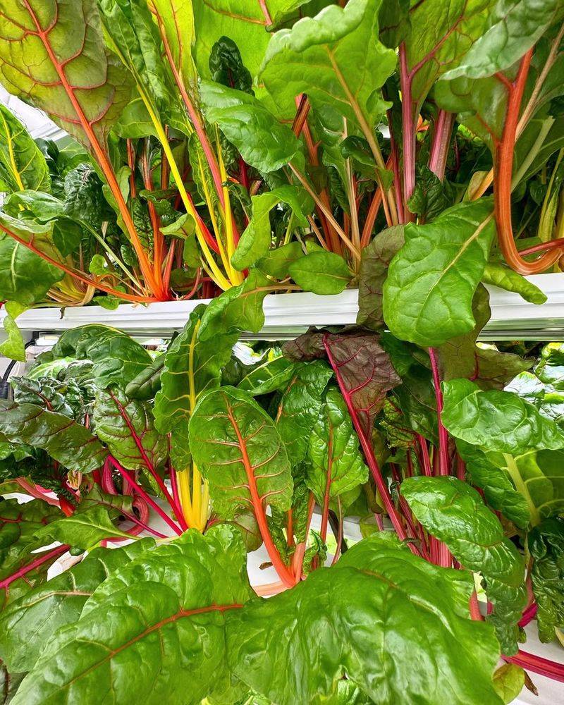 Tiny Swiss Chard