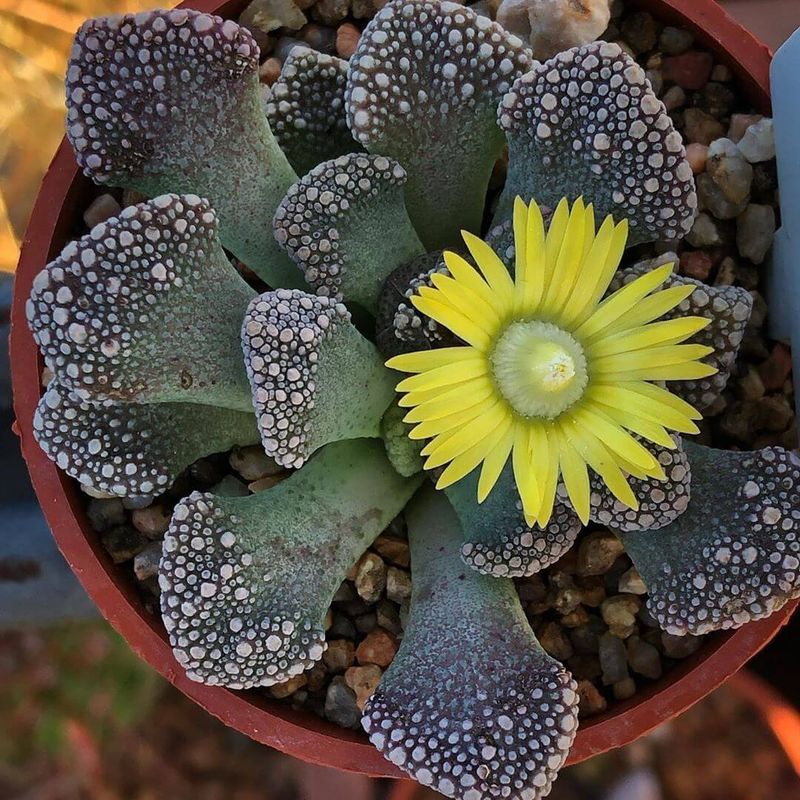 Titanopsis Calcarea