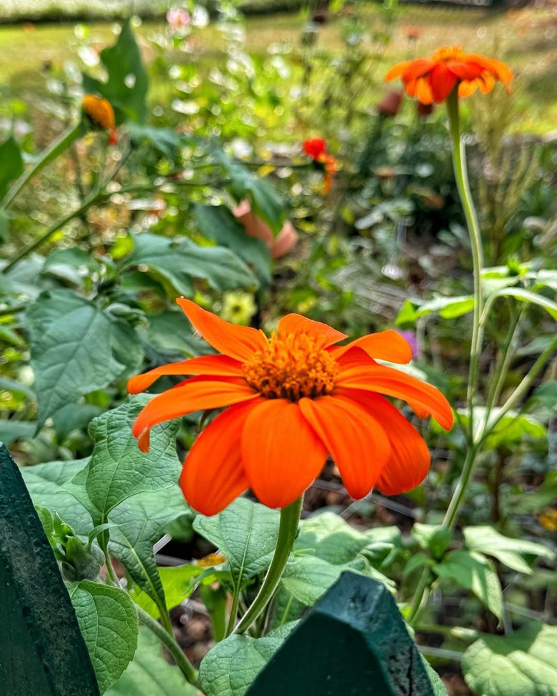 Tithonia