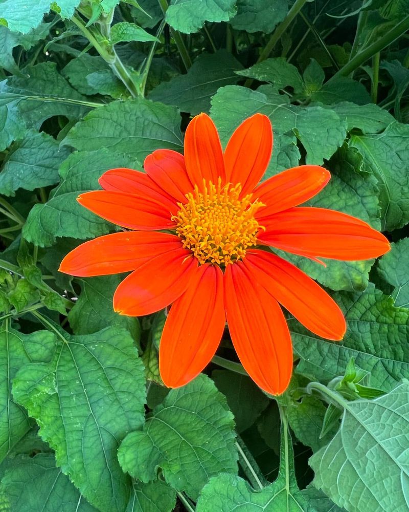 Tithonia