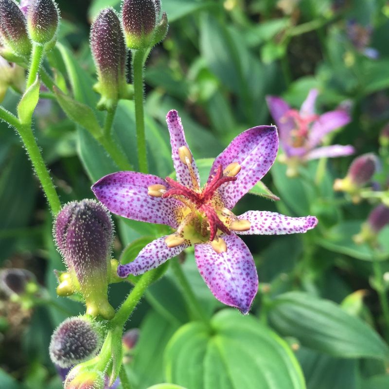 Toad Lily