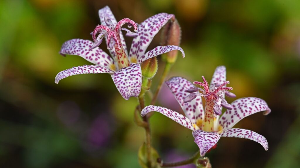 toad lily in bloom