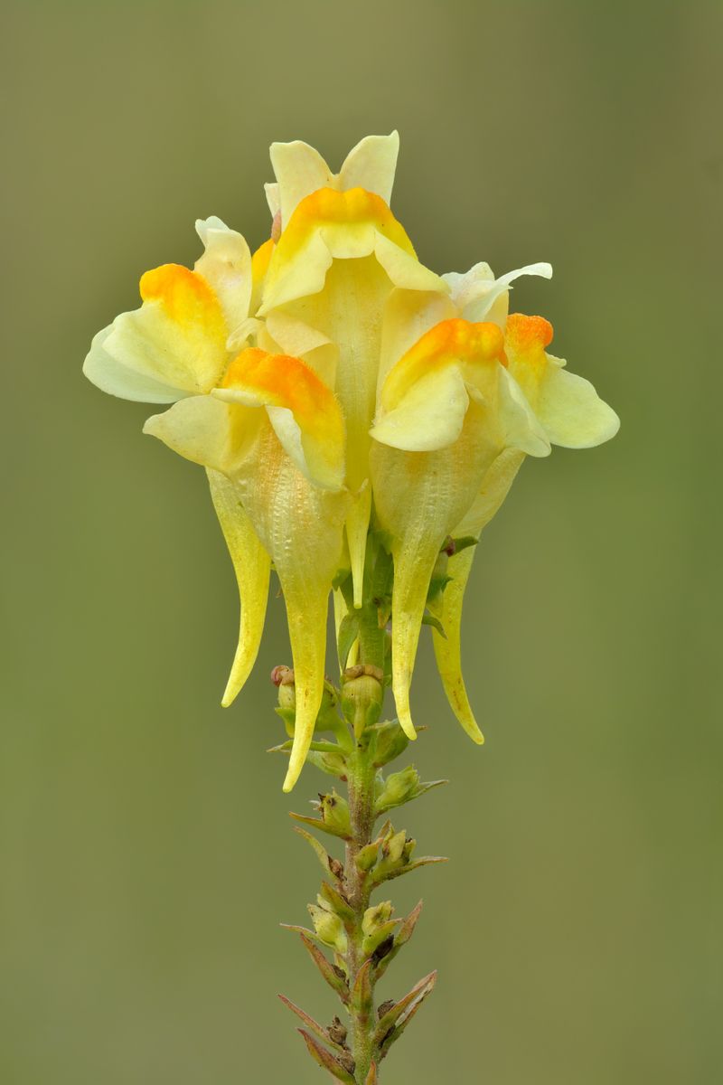 Toadflax