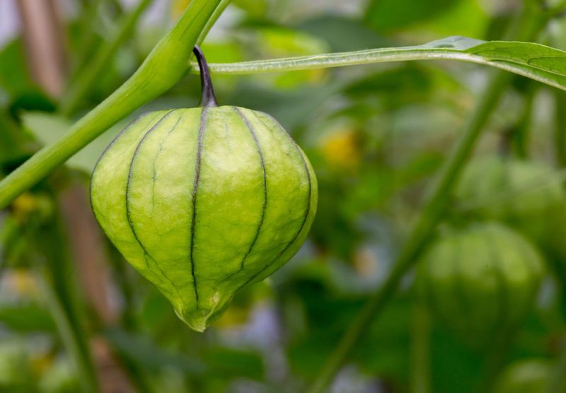 Tomatillo