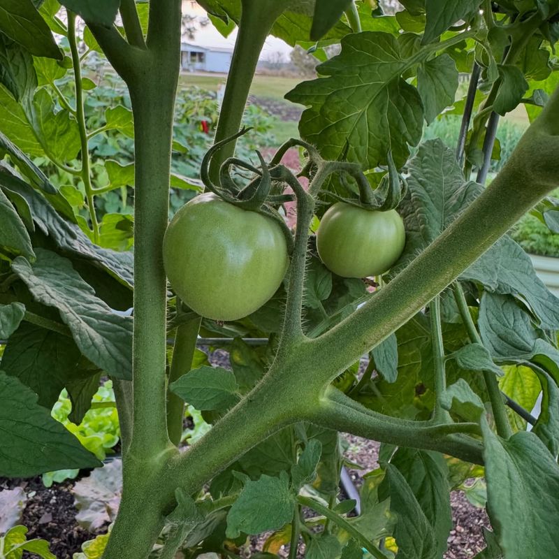 Tomato Growth