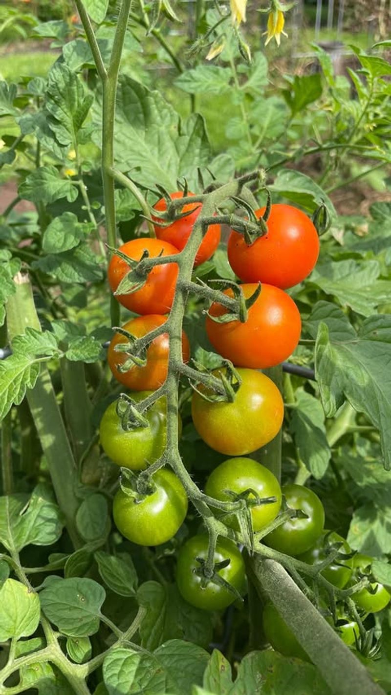 Tomato Plant Growth