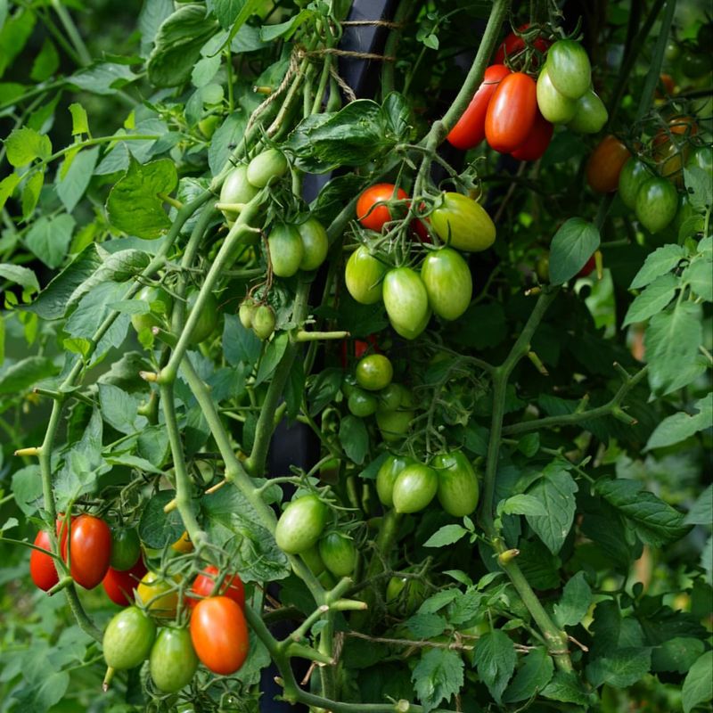 Tomatoes