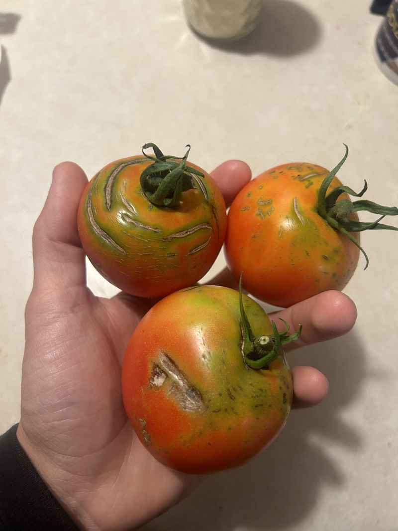 Tomatoes