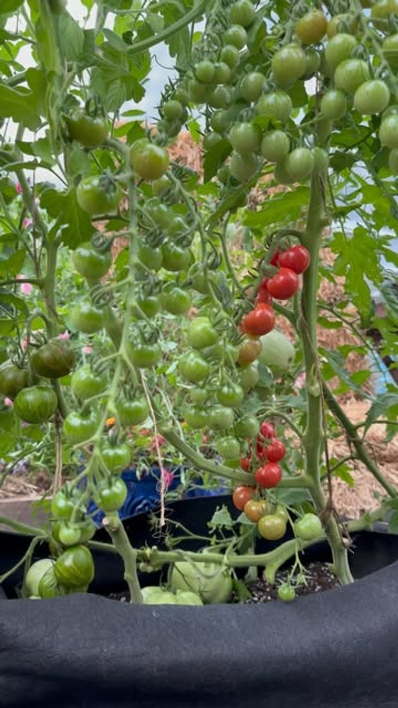 Tomatoes