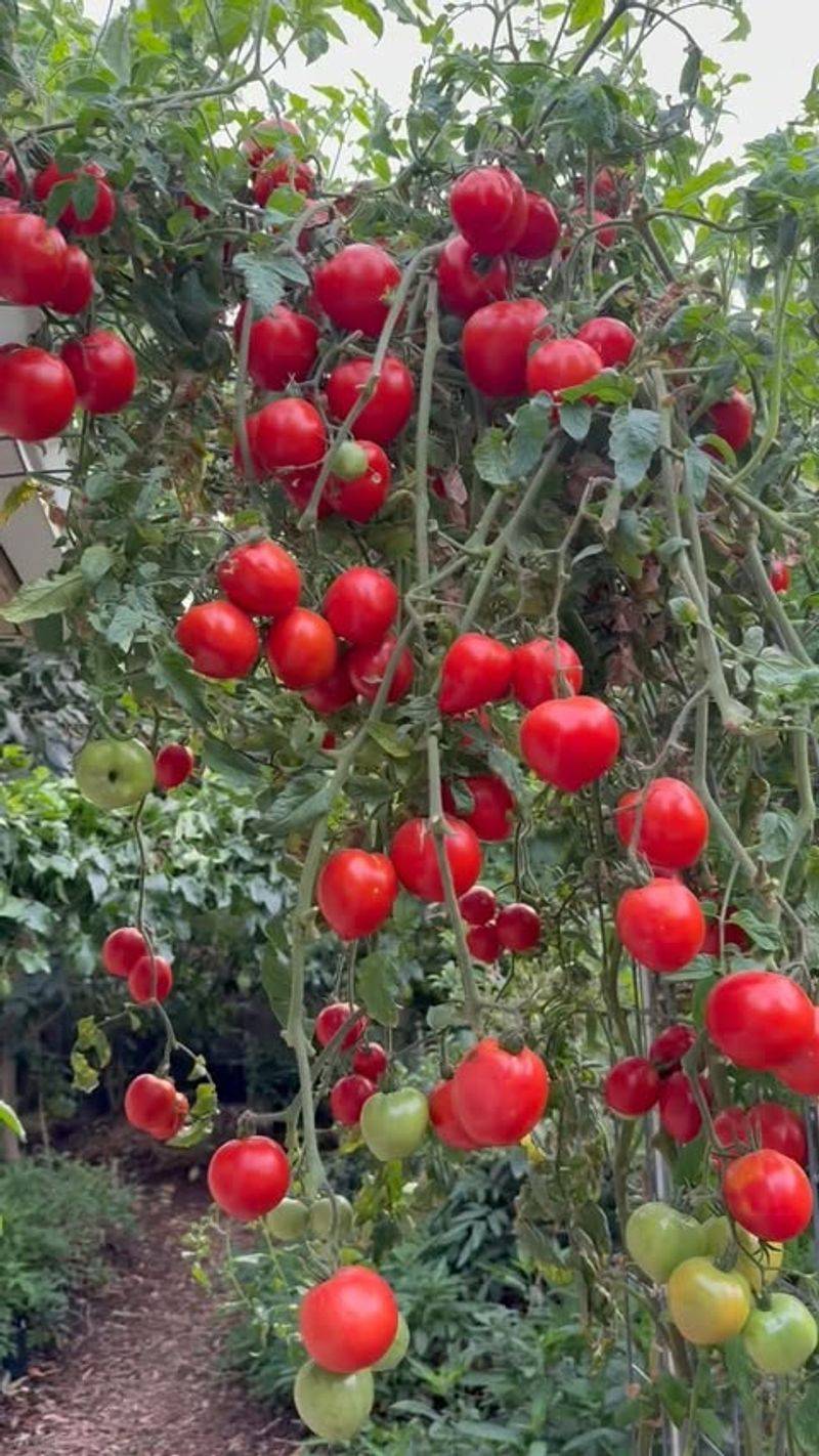 Tomatoes