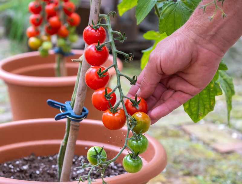 Tomatoes (Dwarf Varieties)