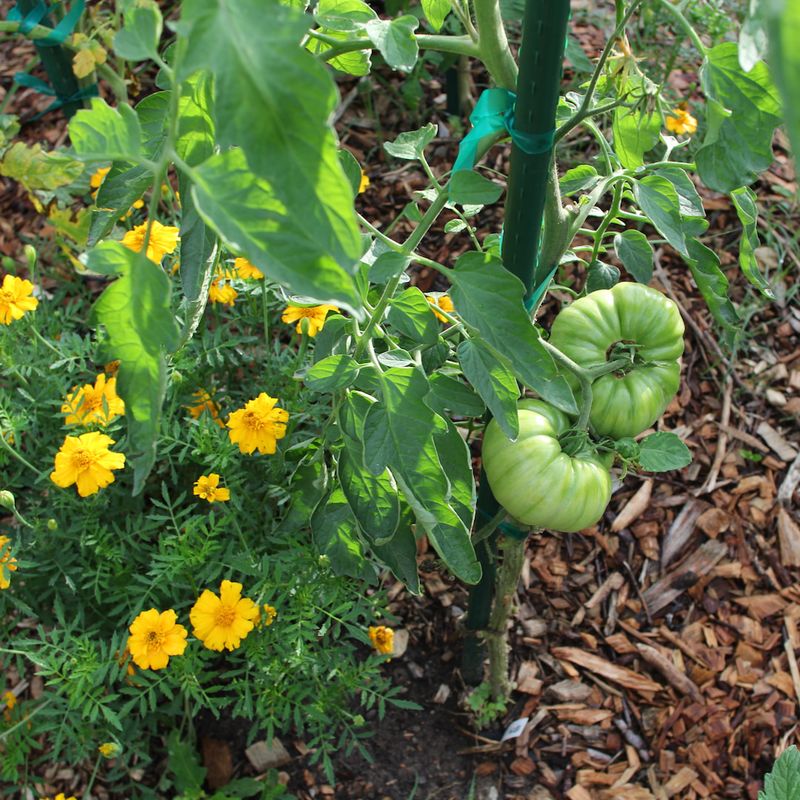 Tomatoes & Potatoes