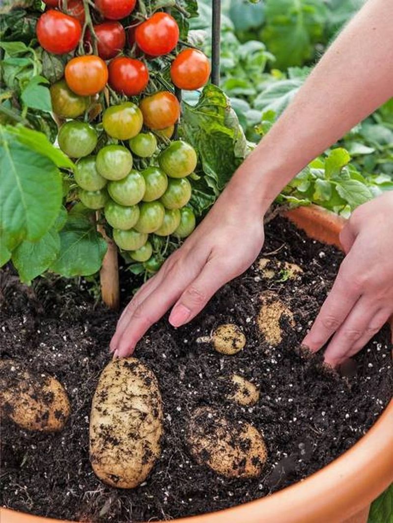 Tomatoes and Potatoes