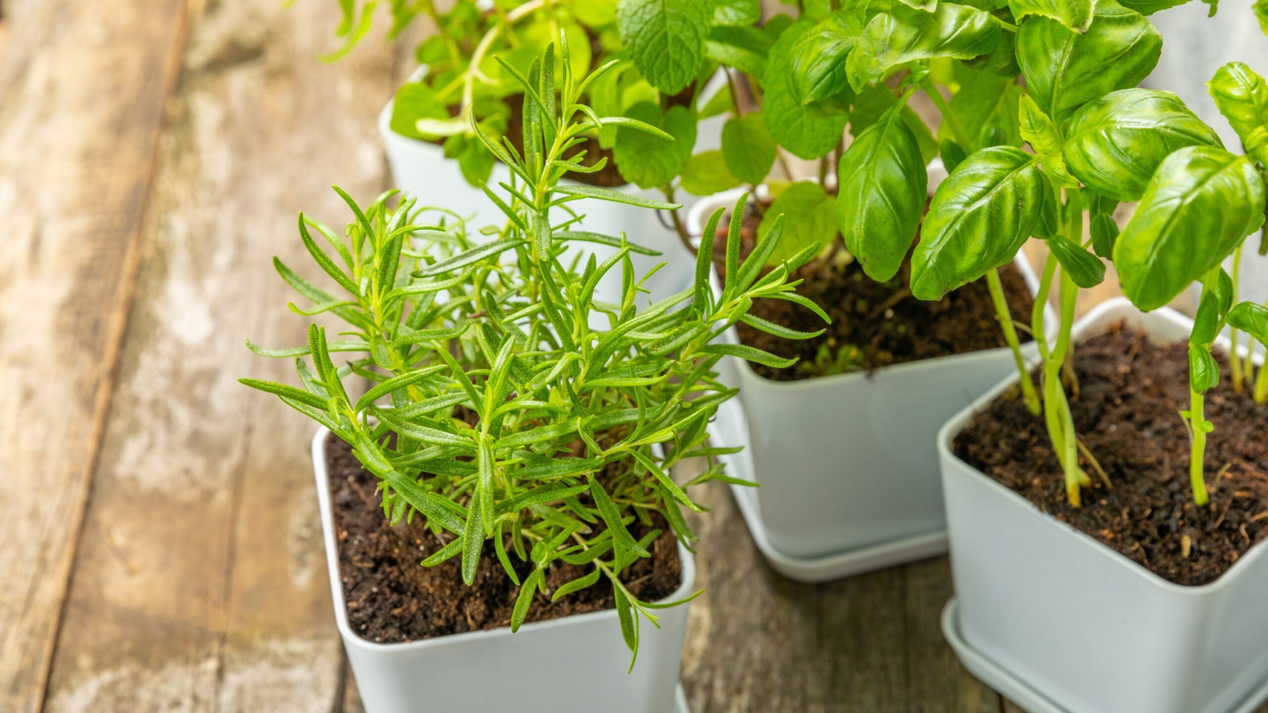 Pots filled with fresh, fragrant herbs bring a touch of nature indoors. This assortment includes rosemary, basil, mint, thyme, and oregano, growing together in a light and airy setting