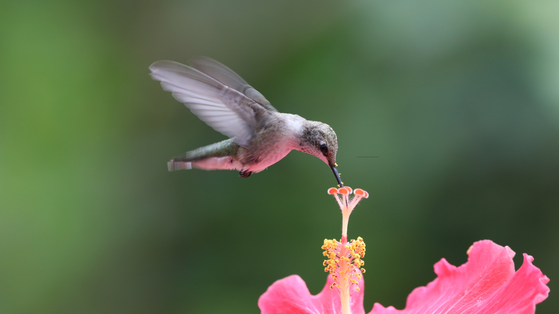 Top 25 Tubular Flowers For Hummingbirds