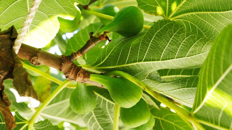 fig tree fruits