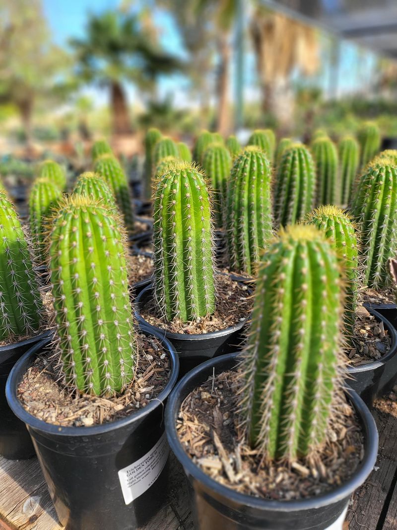 Torch Cactus