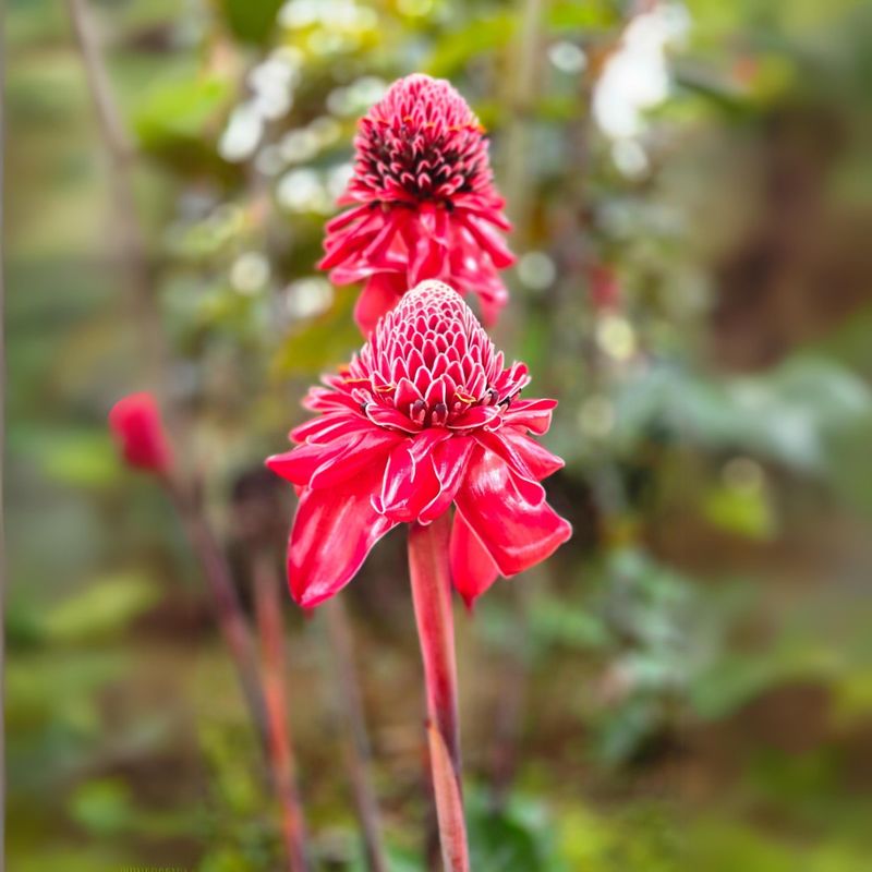 Torch Ginger