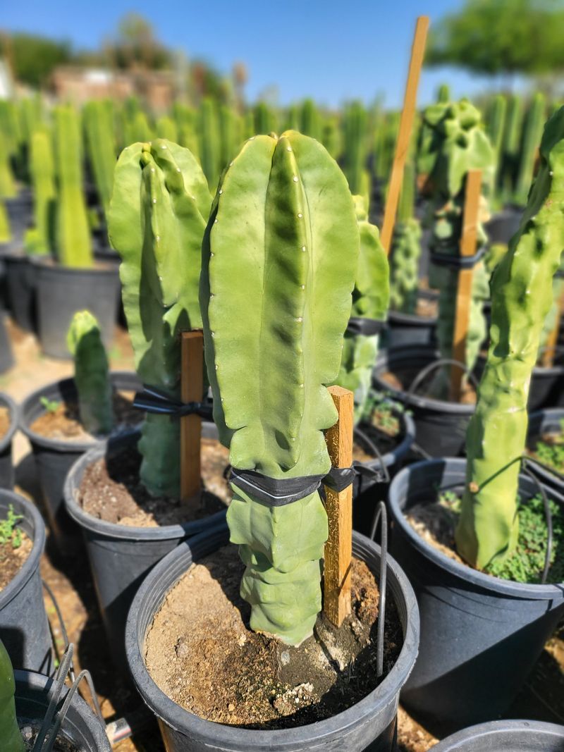 Totem Pole Cactus