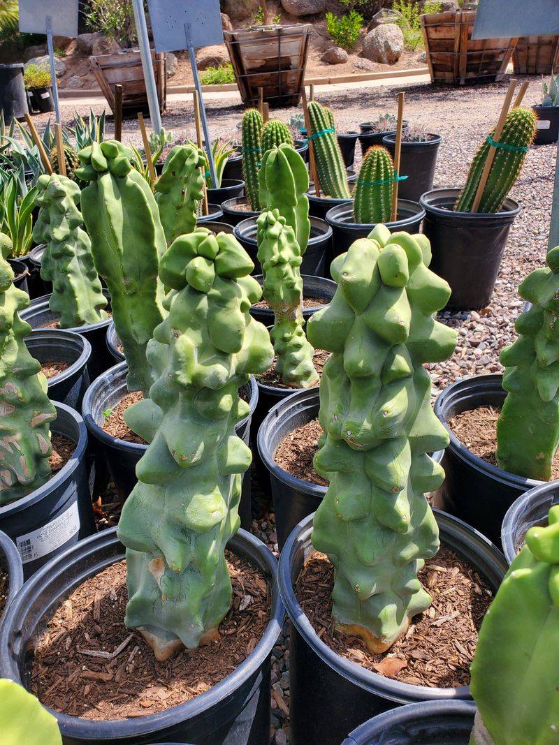 Totem Pole Cactus