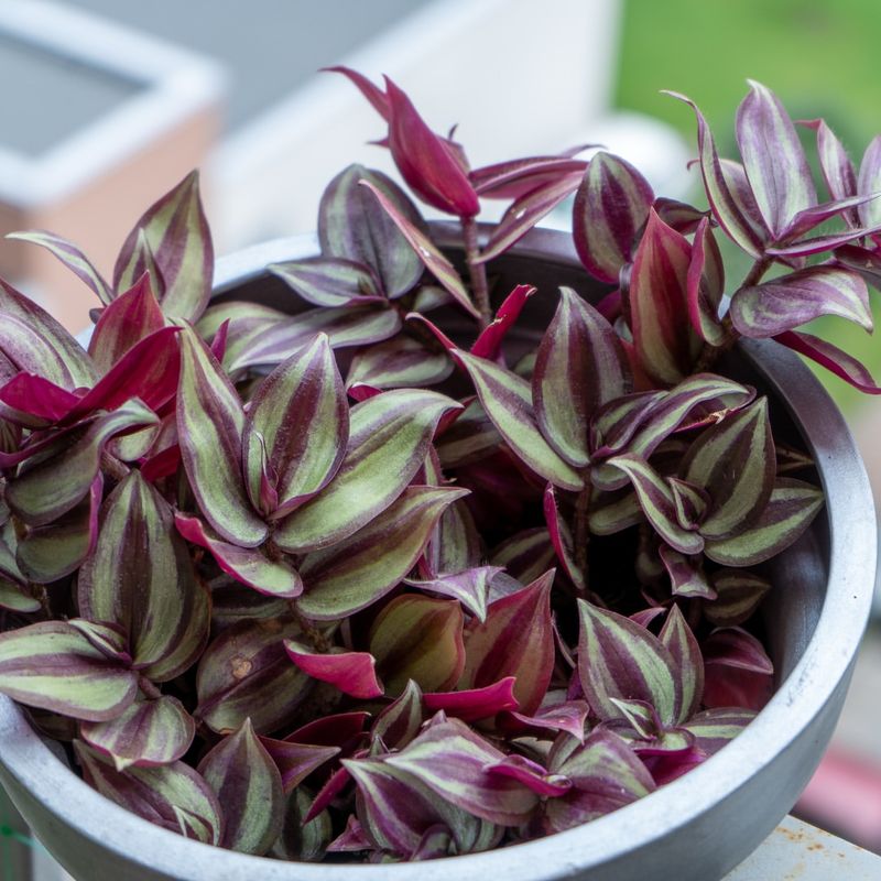 Tradescantia Zebrina