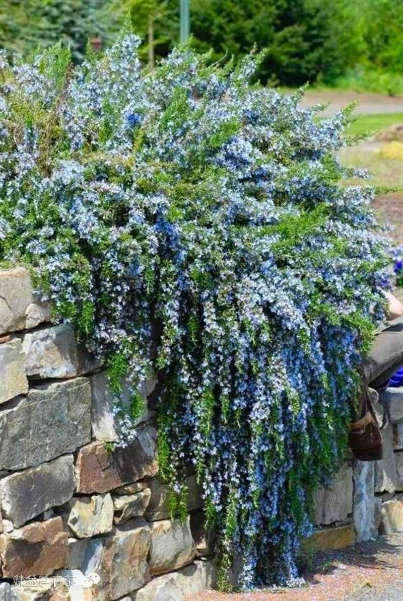 Trailing Rosemary