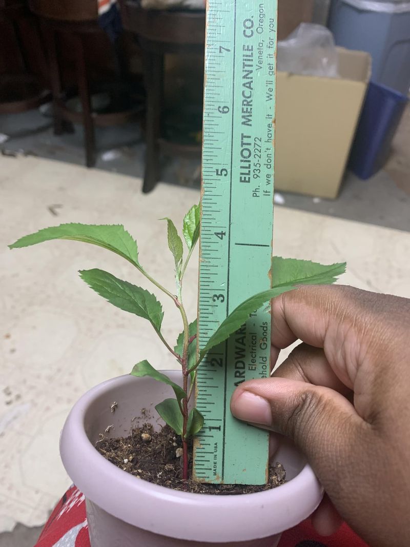 Transplant the Sapling When It Grows Strong Enough