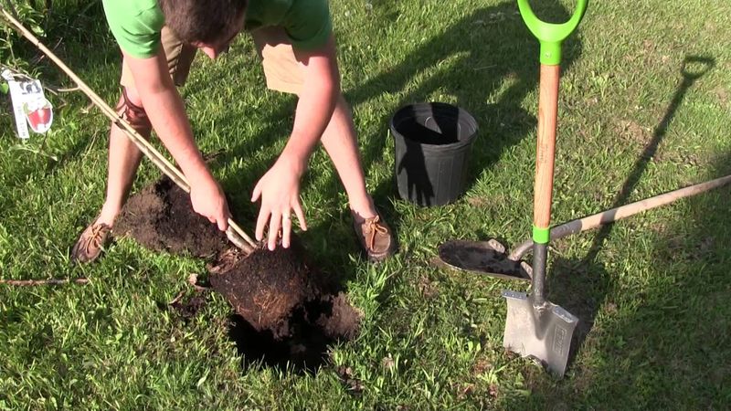 Transplanting Outdoors