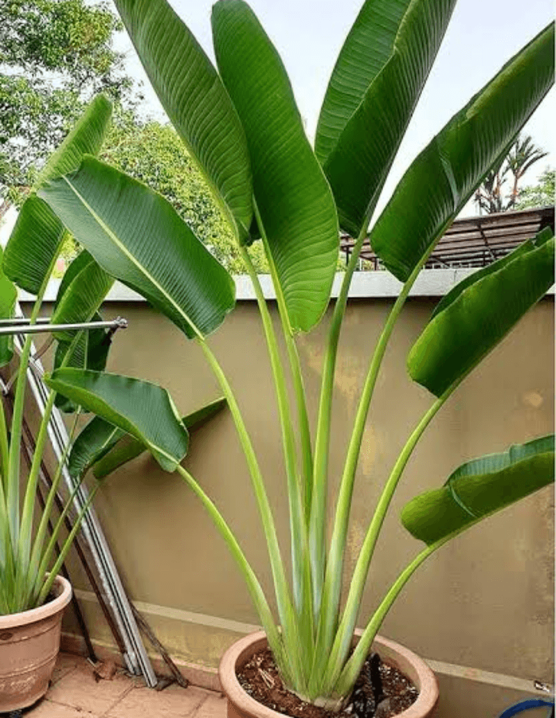 Traveller's Palm