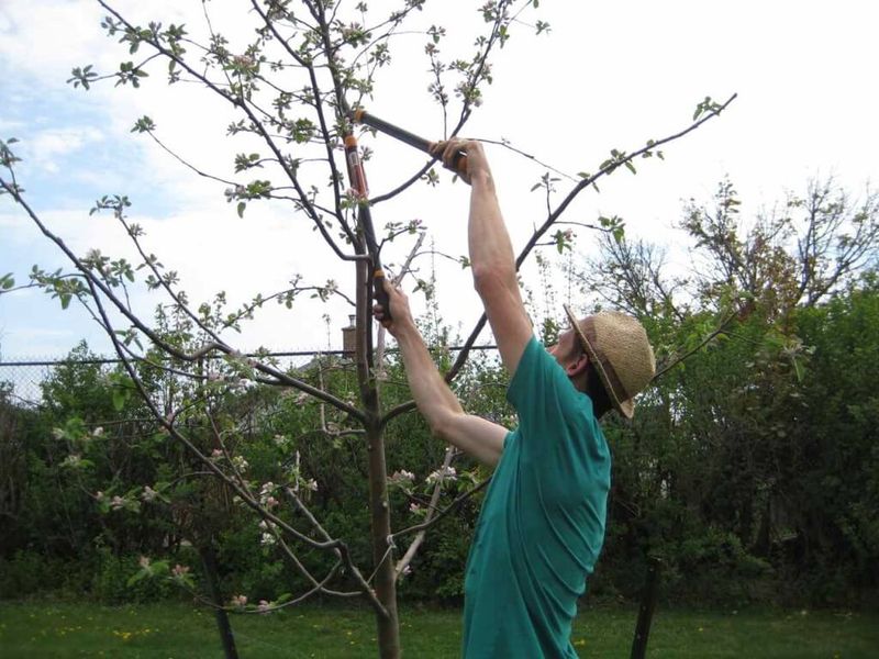 Tree Size at Maturity