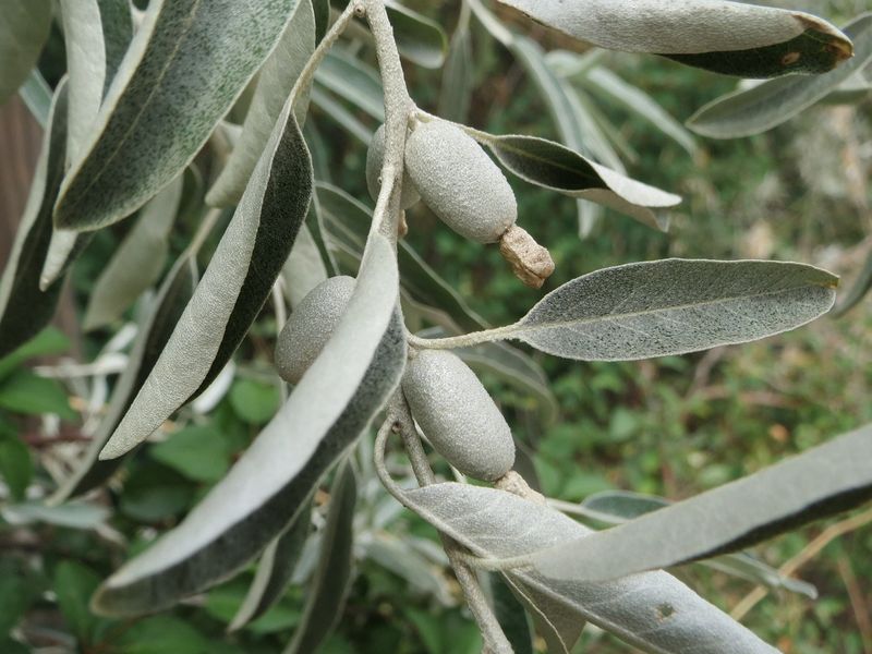 Russian Olive