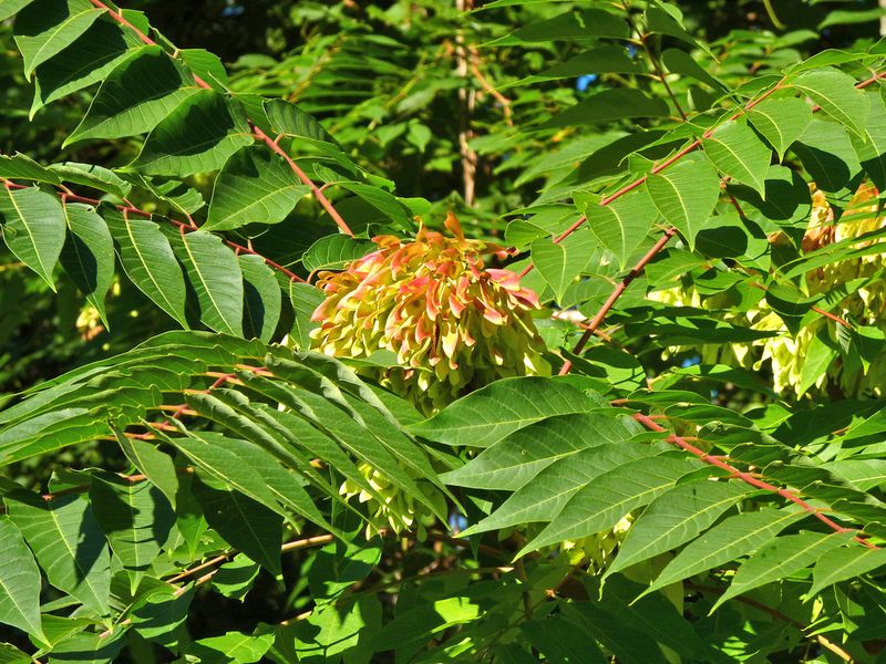 Tree of Heaven