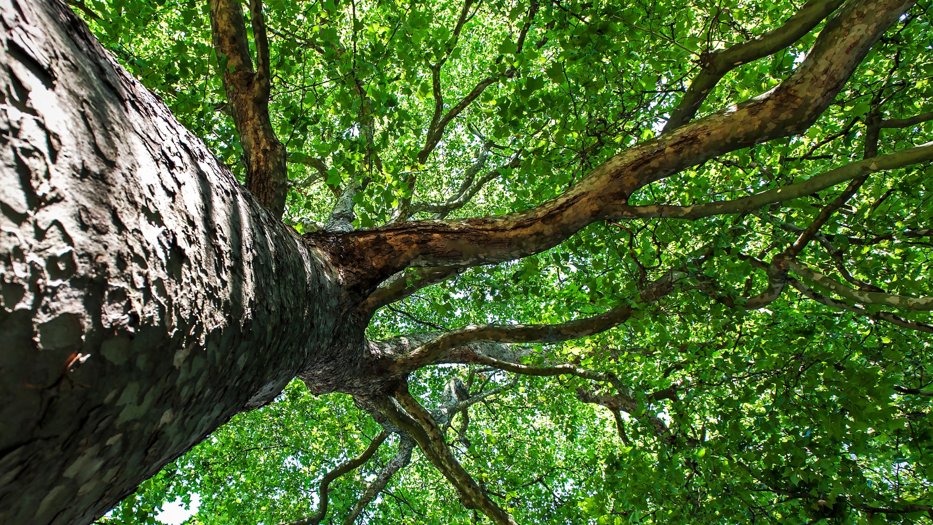 silver maple tree