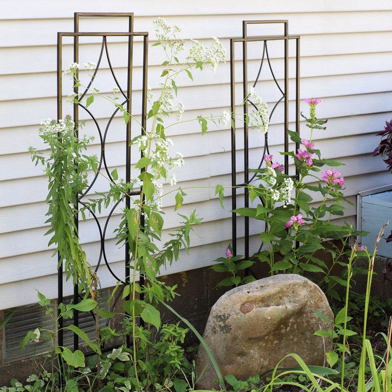 Trellis with Climbing Plants