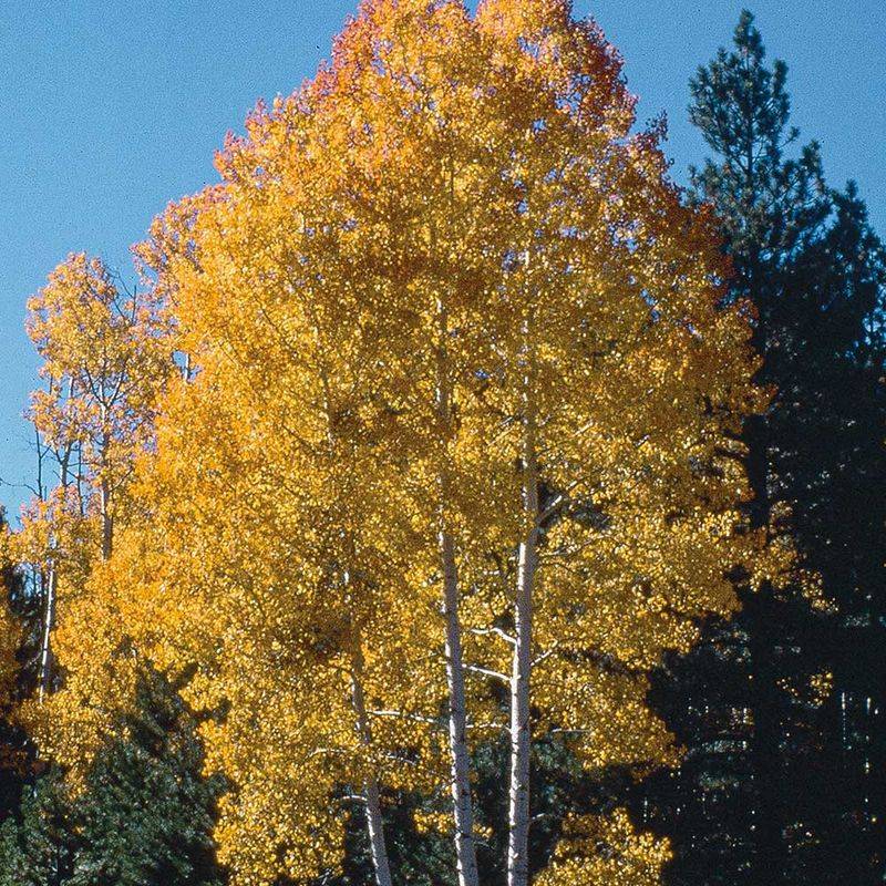 Trembling Aspen