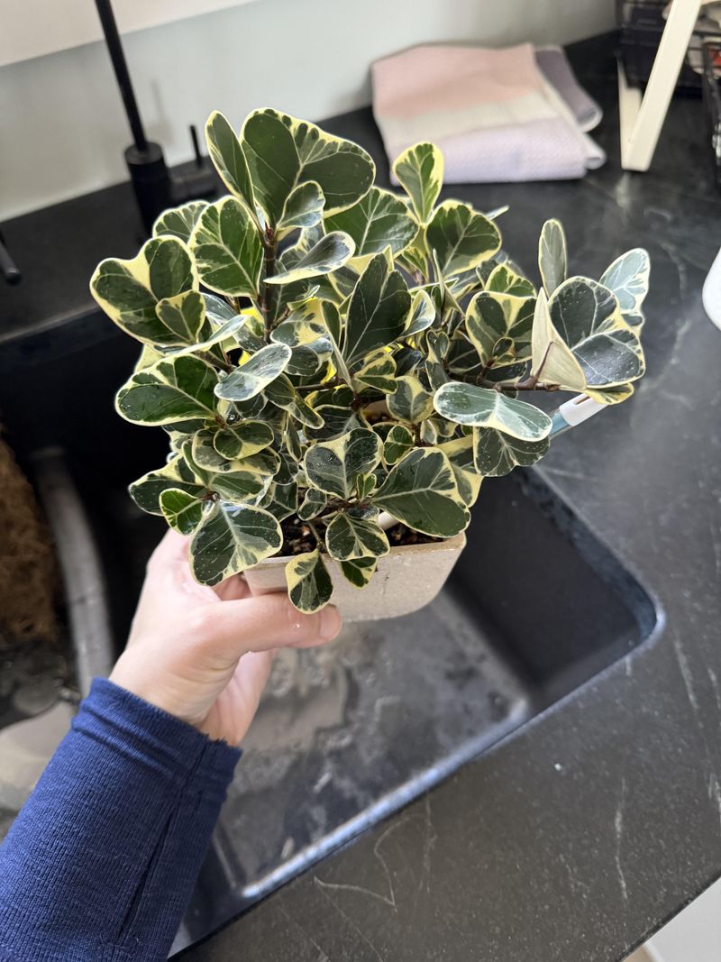 Triangle Ficus