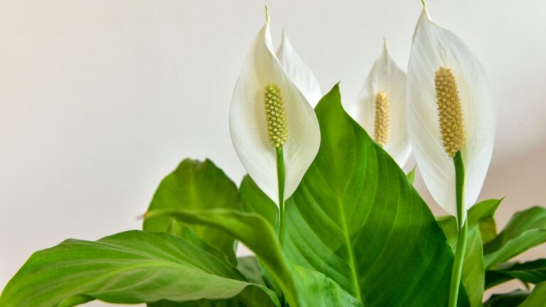 peace lily white flowers