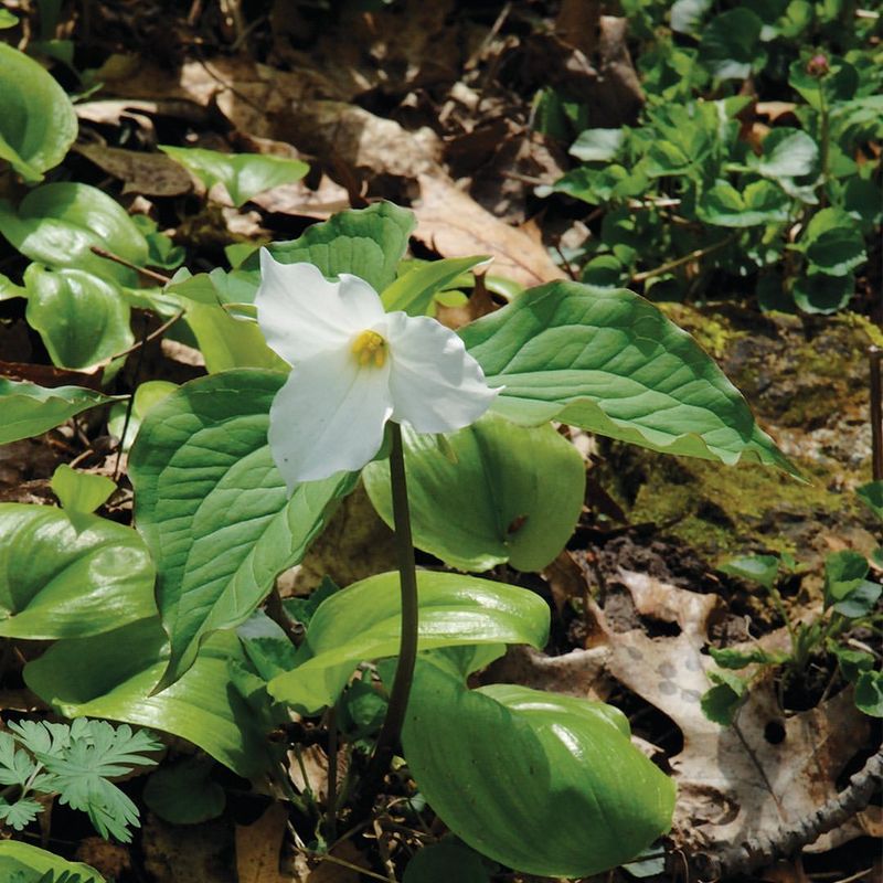 Trillium