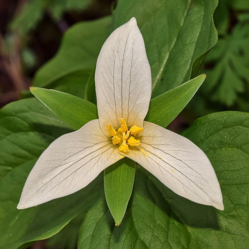 Trillium