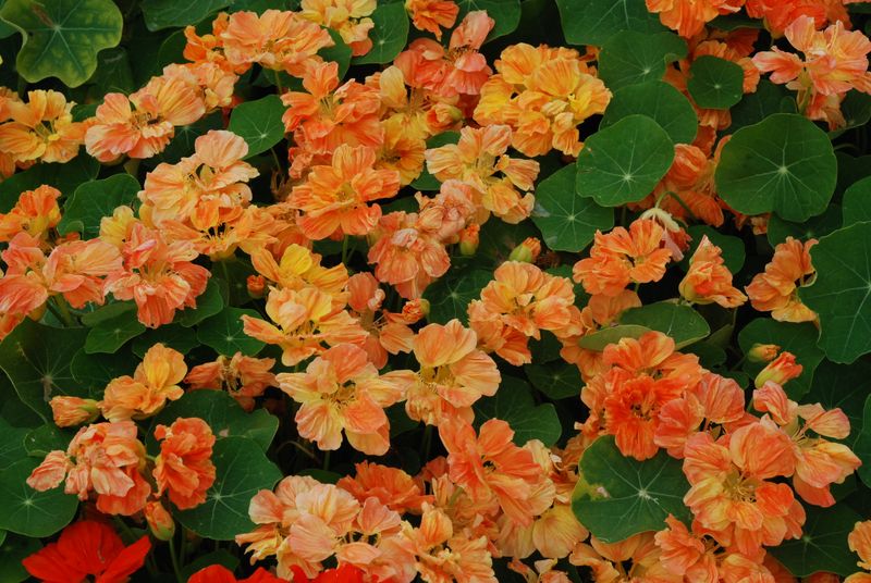 Tropaeolum Speciosum