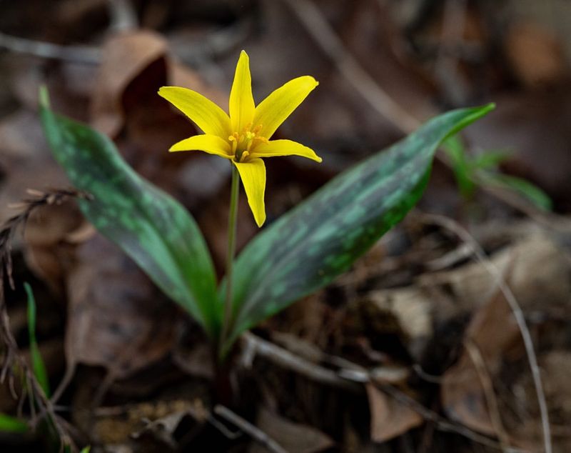 Trout Lily