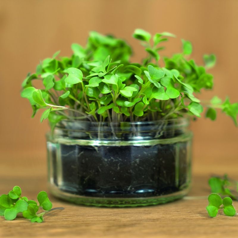 True Leaf Market Microgreens Kit