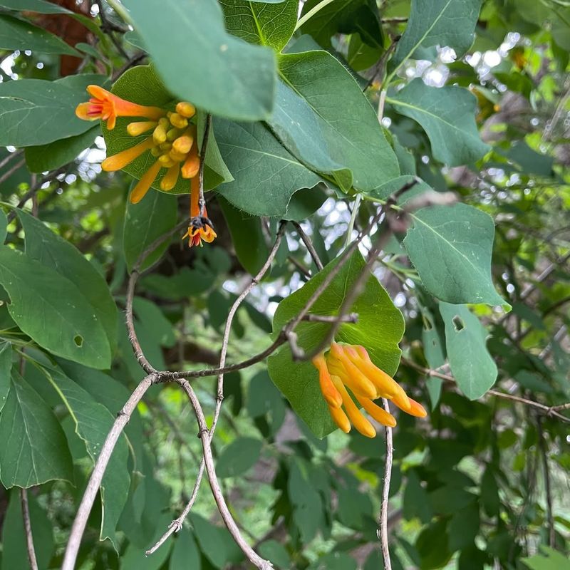 Trumpet Honeysuckle